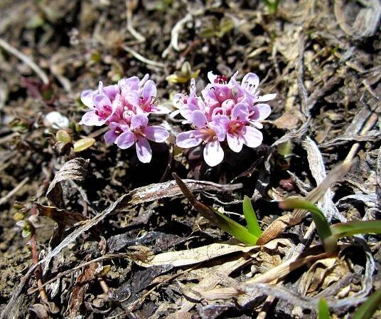Flora e Fauna dei Monti Sibillini – 1000 giorni sui monti sibillini