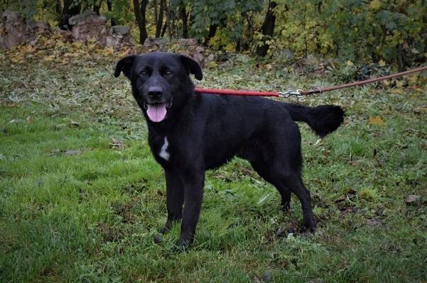 BARON z Jimlína - ADOPTOVANÝ - Home4Pets