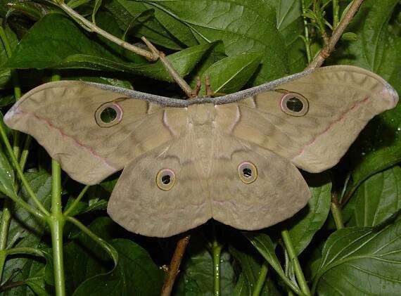 imago - samica