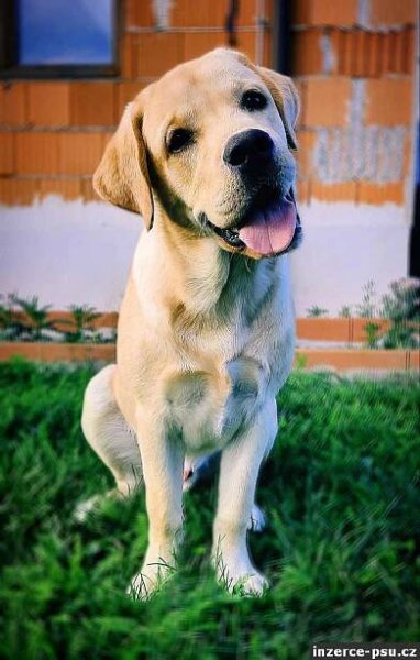 Labradorský retrívr štěně s rodokmenem