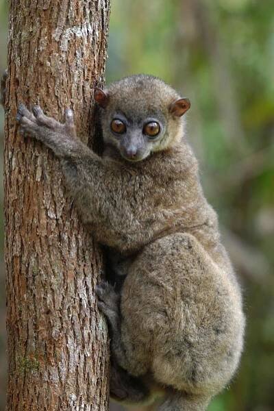 Lemur čilý (Lepilemur mustelinus)