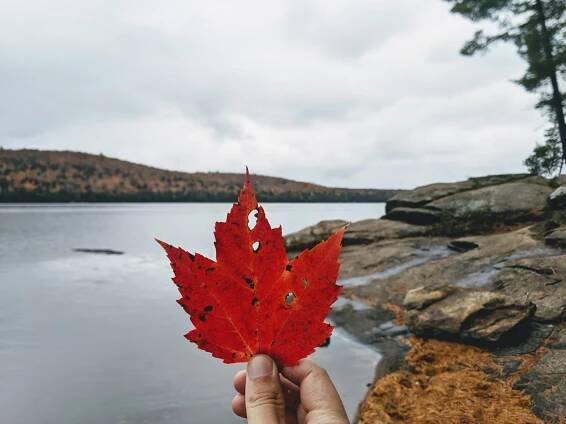 Algonquin park
