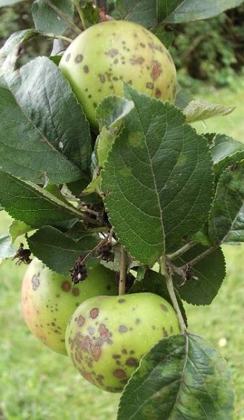 Soubor:Apfelschorf Baum.jpg – Wikipedie