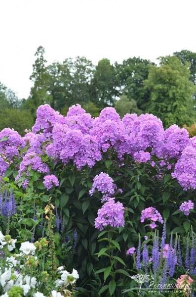 Phlox paniculata 'Amethyst' | Perenniculum