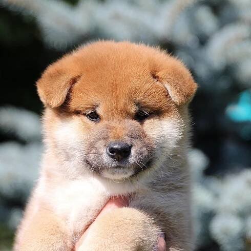 Litter E. SHIOMARU Shiba and Akita Inu Kennel