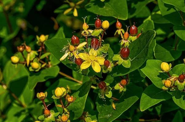 Gelbe Blumen Fotos – NATUR UND LANDSCHAFT