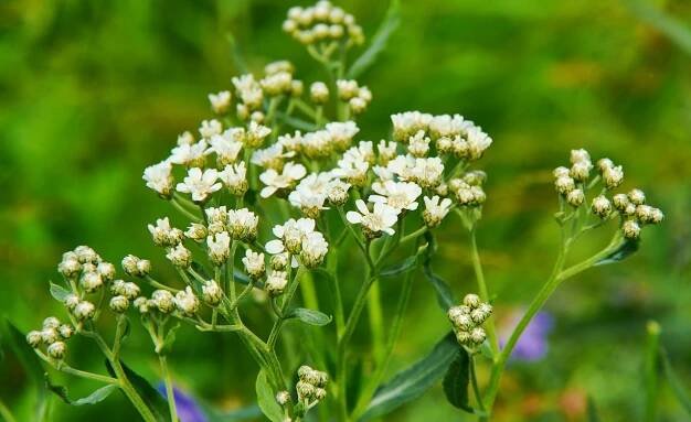 Kokoška pastuší tobolka zmírňuje krvácení i křeče - ČasNaZdraví.cz
