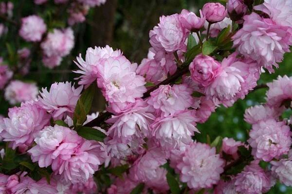 žlázová sakura