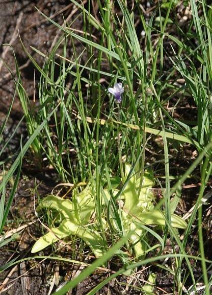 Tučnice obecná (Pinguicula vulgaris)