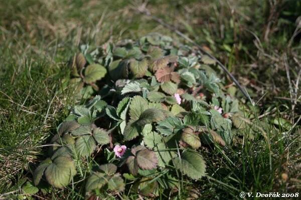Potentilla micrantha - mochna malokvětá | Rosaceae - růžovité | Natura Bohemica