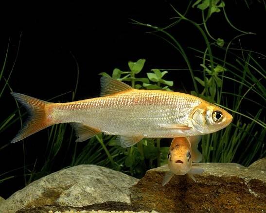 Jesen zlatý (Leuciscus idus orfus) – slowmotiongli / Shutterstock