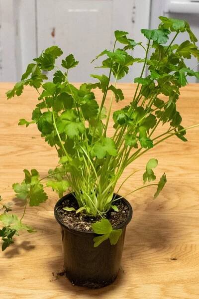 How to Keep Supermarket Herbs Alive & Thriving For Years