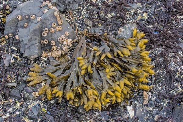 fucus distichus nebo skalní řasy je druh hnědé řasy v rodině fucaceae, který se nachází v intertidálních zónách skalnatých mořských břehů na severní polokouli. sitka sound, aljaška. mořské řasy, řasa. - intertidal - stock snímky, obrázky a fotky