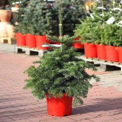 Jedle kavkazská výška 40/60cm, květináč 7,5 litru