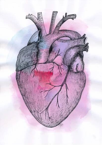 Anatomie srdce