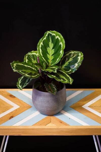 Calathea roseopicta ’Medallion’ - svokrine jazyky