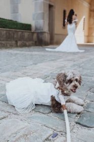 Brianna + Alex’s Wedding at Oheka Castle – Long Island, NY | Happy Bark and Tails