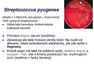 strepto = v řetízcích, pyo-genes = hniso-tvorný. GAS- group A streptococcus. Úplná beta-hemolýza, drobné kolonie, kultivačně náročné. Původce angíny (akutní tonsilitidy) Způsobuje ale také hnisavé záněty tkání. Na rozdíl od abscesů, často způsobených stafylokoky, jde zde spíše o flegmony. Kromě angin má také na svědomí spály, spálové angíny a erysipel – růži. Jde o kmeny produkující tzv. erythrogenní toxin (erythros = řecky červený)