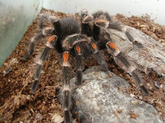 Brachypelma auratum (3) (2)