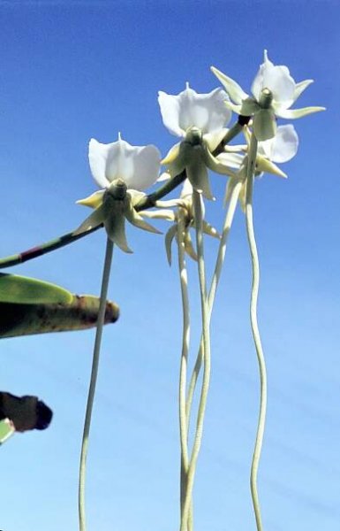 The Missouri Botanical Garden’s Other Orchid Collection: A Look at Orchids in the Herbarium - Discover + Share