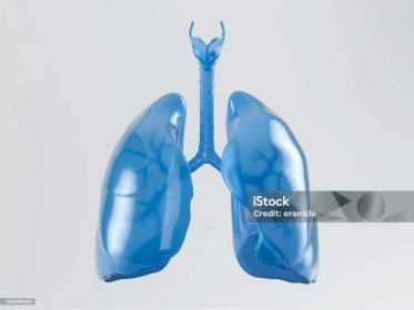 Lidský žaludek vyrobený z plastu - Bez autorských poplatků Plíce Stock fotka
