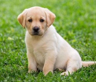 Labrador Retriever online purchase in Ahmedabad