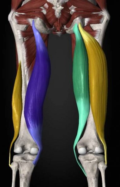 anatomie hamstringů