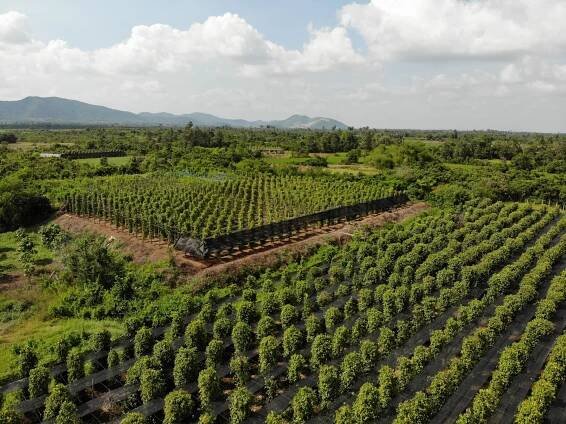 .pepper..field - Scuk.cz