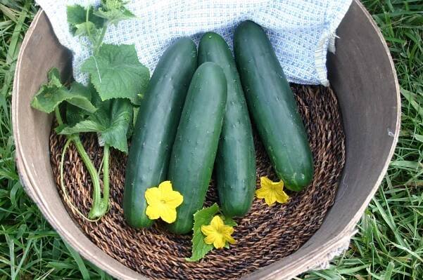 Featured products – Asian and tropical vegetable seeds