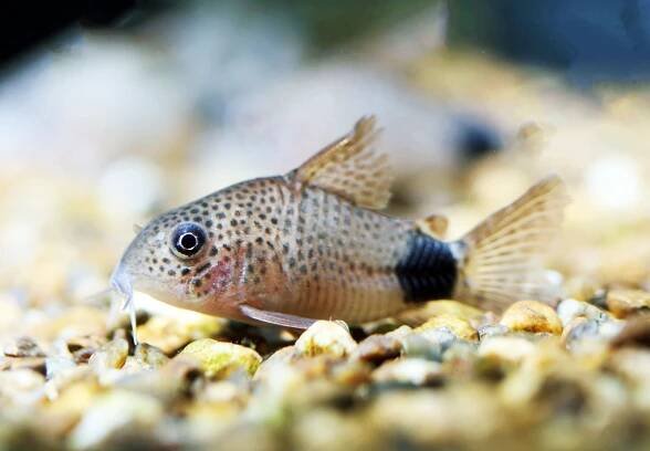 Discover Corydoras