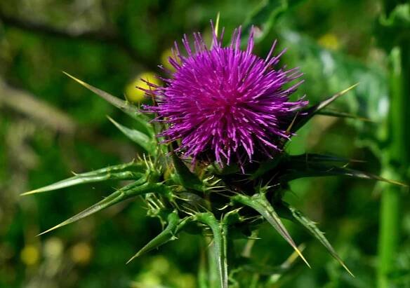The Remarkable Benefits of Milk Thistle: Nature's Gift for Optimal Health
