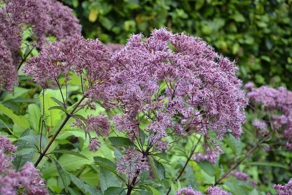 Eupatorium ( Eutrochium ) maculatum " Atropurpureum " - sadec, konopáč Zahradnictví Krulichovi - zahradnictví, květinářství