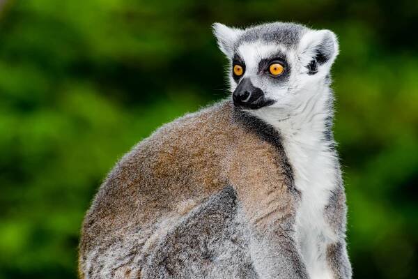 Madagaskar