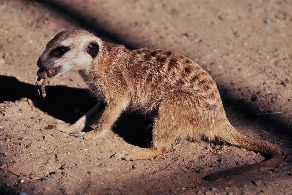 Soubor:Meerkat in Namibia.jpg – Wikipedie