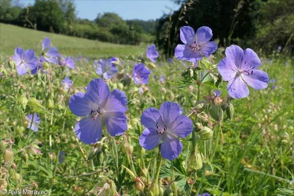 Geranium pratense – kakost luční