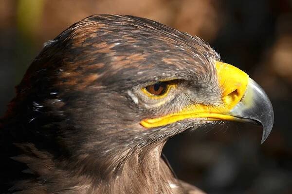 orel stepní / aquila nipalensis