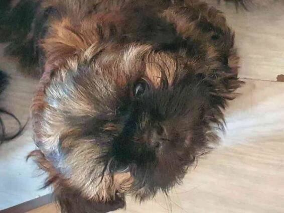 Prodej štěnat shih- tzu bez PP - foto 11