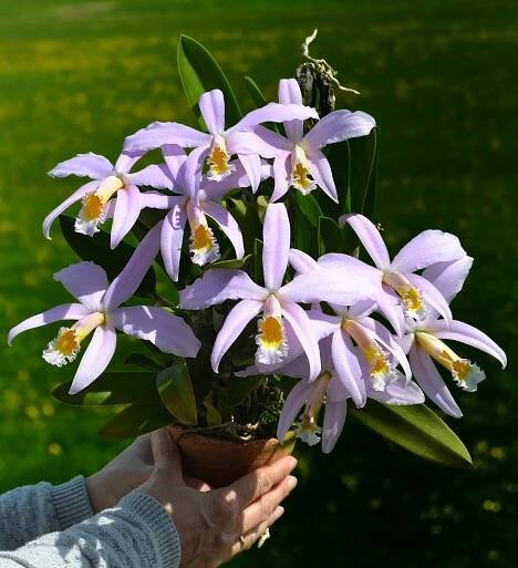Cattleya jongheana 'Pink Star'