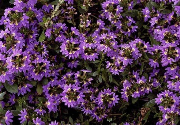Scaevola aemula