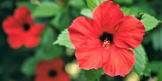 Ibišek čínský (Hibiscus rosa-senensis), lidově čínská růže 