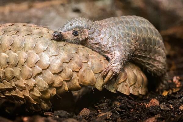 zoo praha