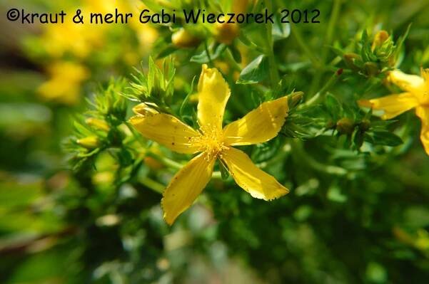 Johanniskraut (8)