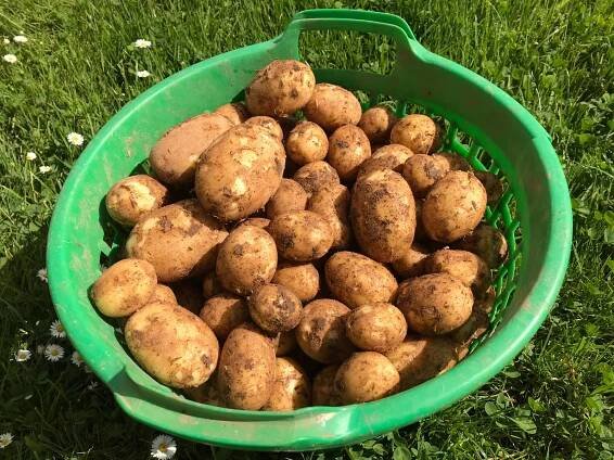 Neue Kartoffeln im Hofladen Mampel
