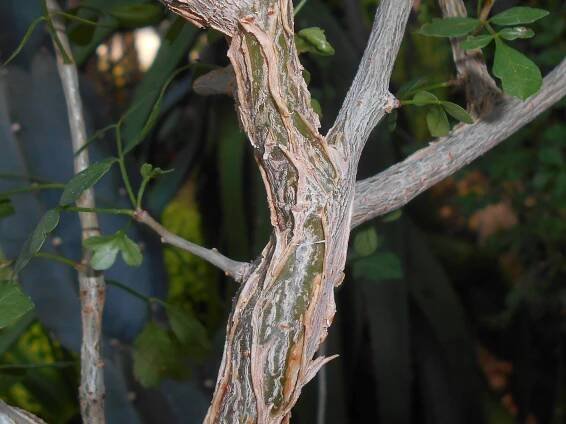 Commiphora kua