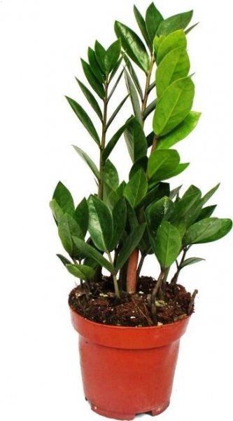 Exotenherz - Zamio Palm - Zamioculcas zamiifolia - 1 rostlina - snadná péce - cistí