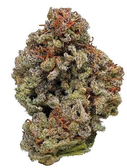 Berry White - hybrid Cannabis Strain by Hytiva