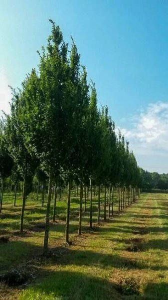 Habr obecný LUCAS Carpinus betulus KOLUMNOVÝ STŘIH VELKÁ SAZENICE Latinský název carpinus betulus