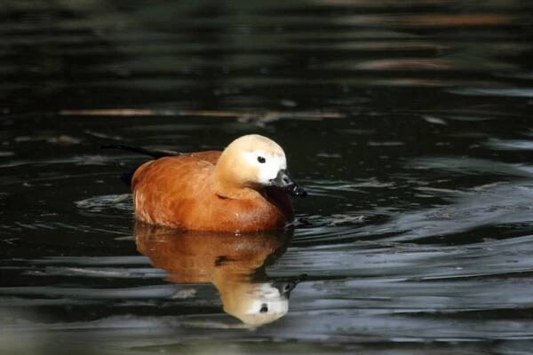 husice rezavá | Zoo Hluboká 