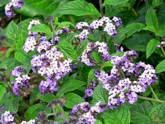 Soubor:Heliotropium arborescens 4.jpg – Wikipedie
