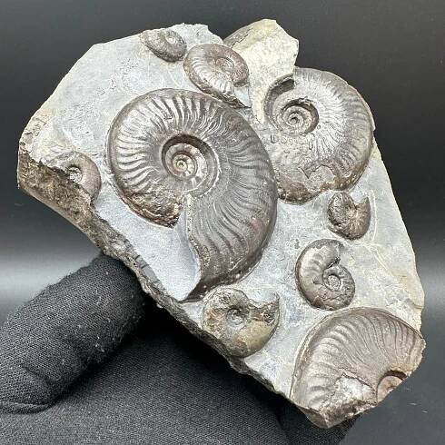 Eleganticeras Elegantulum ammonite fossil with stand - Whitby, North Yorkshire Jurassic Coast, Yorkshire Fossils